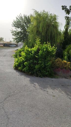 عکس کارخانه قالیشویی سپید (بابایی)