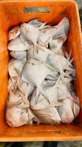 عکس ماهی سرای ساحل