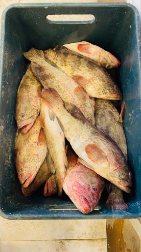 عکس ماهی سرای ساحل