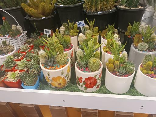 عکس بازار گل و گیاه ارغوان
