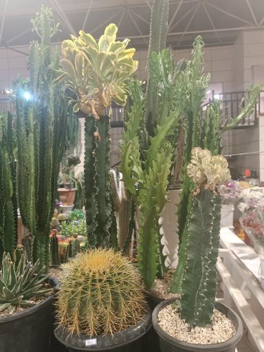 عکس بازار گل و گیاه ارغوان