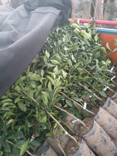 عکس نهالستان و گلخانه دکتر ایزدی