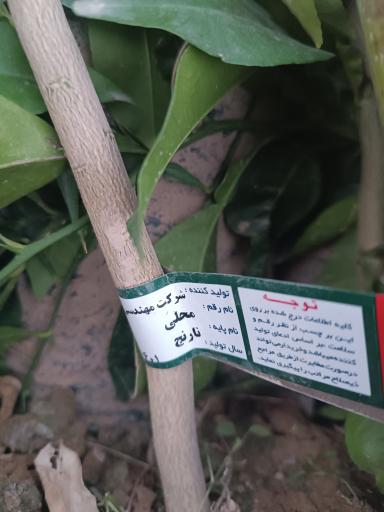 عکس نهالستان و گلخانه دکتر ایزدی