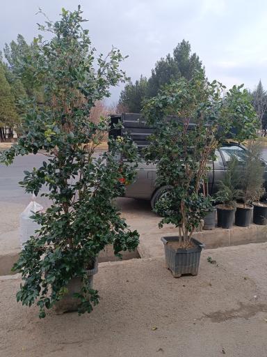 عکس نهالستان و گلخانه دکتر ایزدی