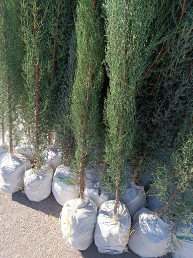 عکس نهالستان و گلخانه دکتر ایزدی