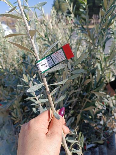 عکس نهالستان و گلخانه دکتر ایزدی