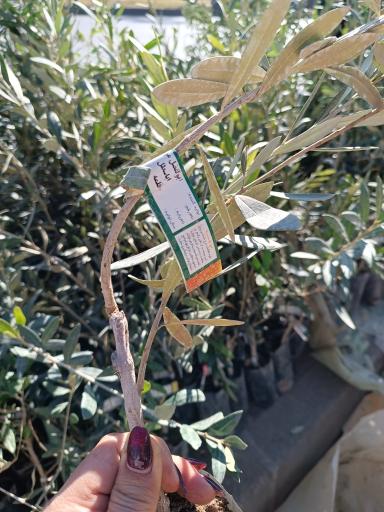 عکس نهالستان و گلخانه دکتر ایزدی