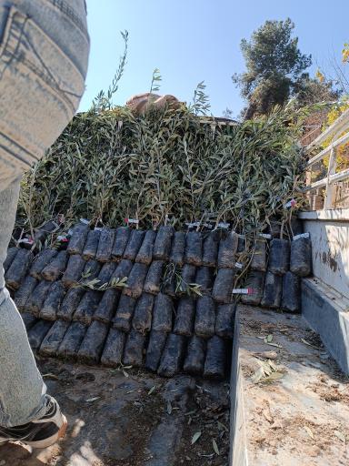 عکس نهالستان و گلخانه دکتر ایزدی