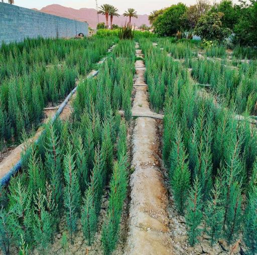 عکس نهالستان و گلخانه دکتر ایزدی