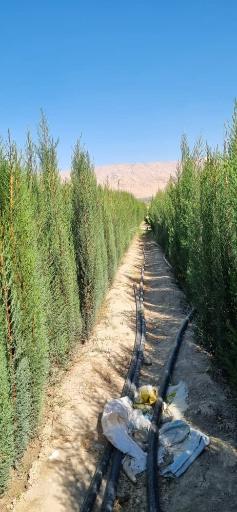 عکس نهالستان و گلخانه دکتر ایزدی