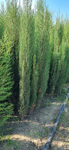 عکس نهالستان و گلخانه دکتر ایزدی