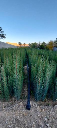 عکس نهالستان و گلخانه دکتر ایزدی