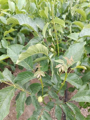 عکس نهالستان و گلخانه دکتر ایزدی