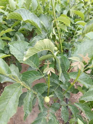 عکس نهالستان و گلخانه دکتر ایزدی