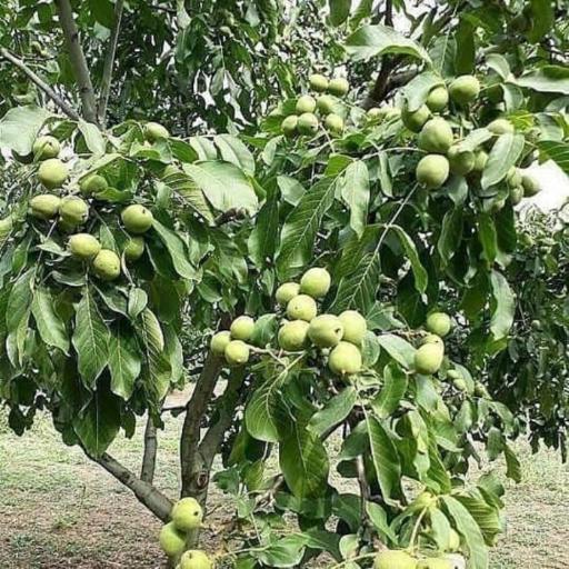 عکس نهالستان و گلخانه دکتر ایزدی