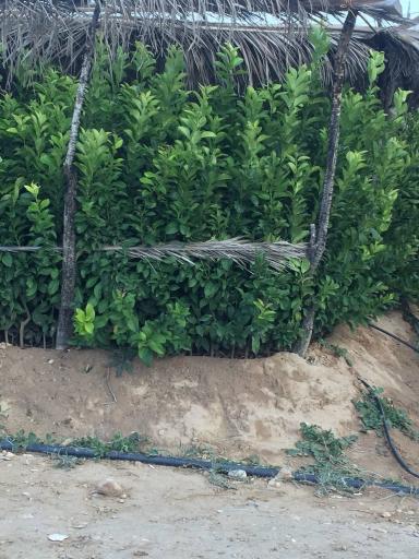 عکس نهالستان و گلخانه دکتر ایزدی