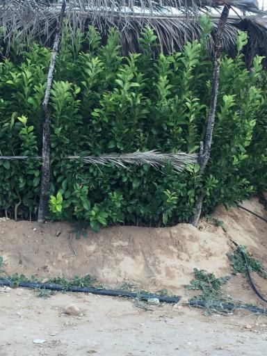 عکس نهالستان و گلخانه دکتر ایزدی