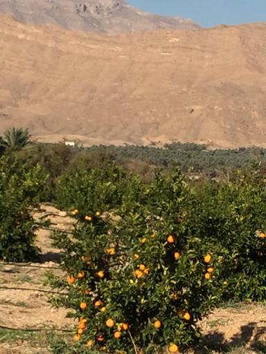 عکس نهالستان و گلخانه دکتر ایزدی