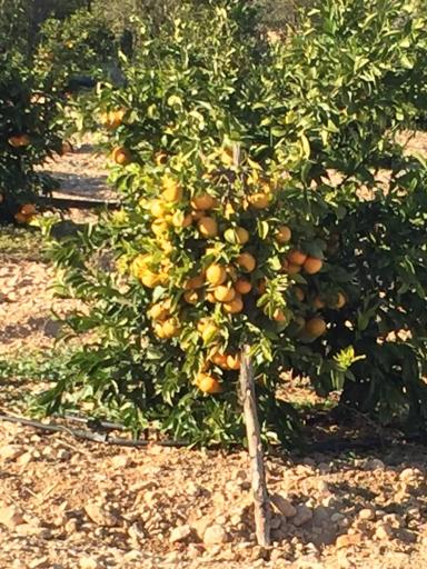 عکس نهالستان و گلخانه دکتر ایزدی