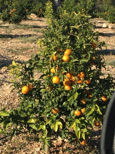 عکس نهالستان و گلخانه دکتر ایزدی