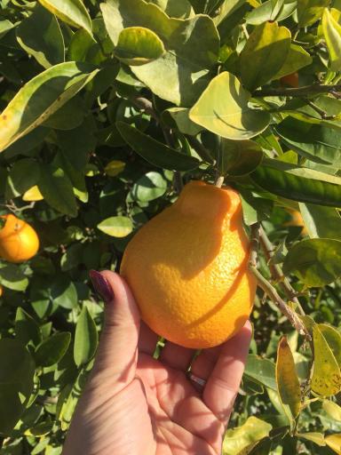 عکس نهالستان و گلخانه دکتر ایزدی