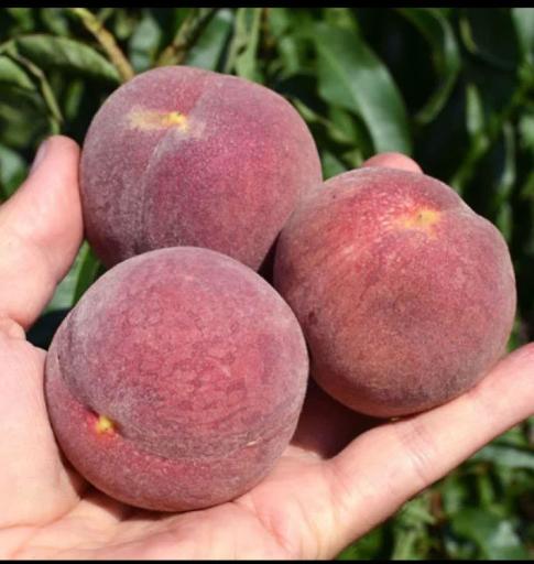 عکس نهالستان و گلخانه دکتر ایزدی