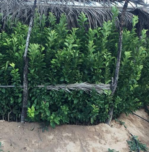 عکس نهالستان و گلخانه دکتر ایزدی