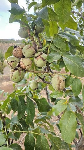 عکس نهالستان و گلخانه دکتر ایزدی