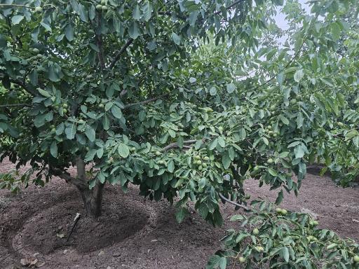 عکس نهالستان و گلخانه دکتر ایزدی