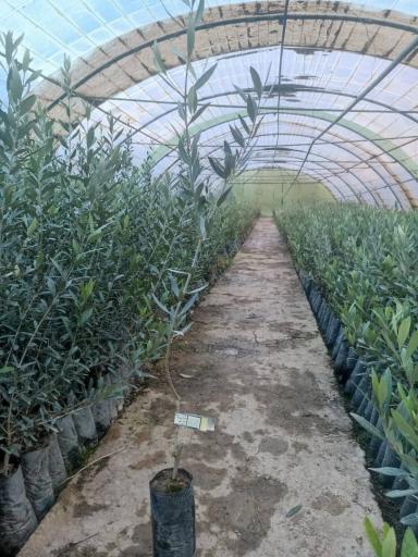 عکس نهالستان و گلخانه دکتر ایزدی