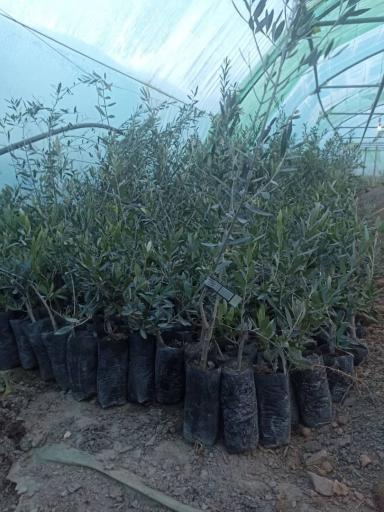 عکس نهالستان و گلخانه دکتر ایزدی