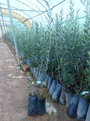 عکس نهالستان و گلخانه دکتر ایزدی