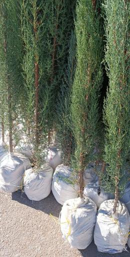 عکس نهالستان و گلخانه دکتر ایزدی