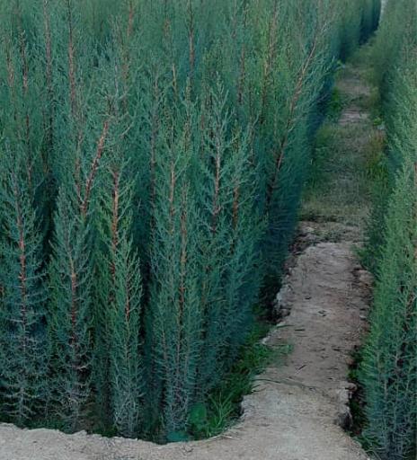 عکس نهالستان و گلخانه دکتر ایزدی