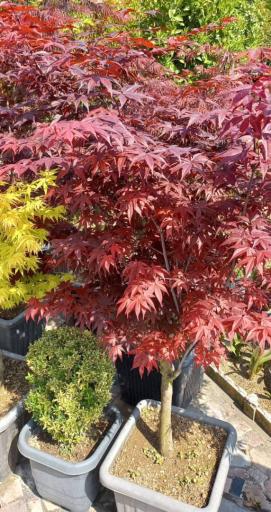 عکس نهالستان و گلخانه دکتر ایزدی