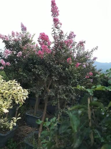 عکس نهالستان و گلخانه دکتر ایزدی