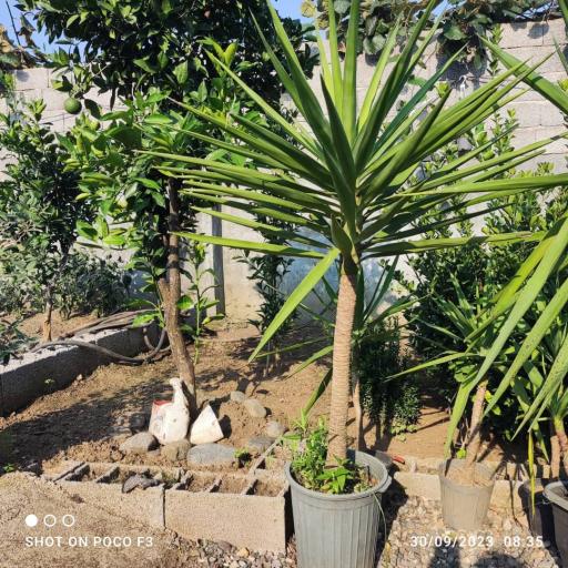 عکس نهالستان و گلخانه دکتر ایزدی