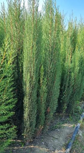 عکس نهالستان و گلخانه دکتر ایزدی