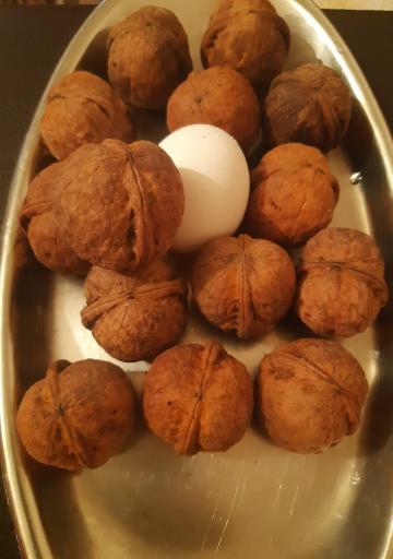 عکس نهالستان و گلخانه دکتر ایزدی