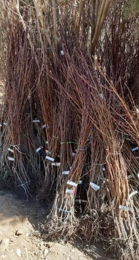 عکس نهالستان و گلخانه دکتر ایزدی