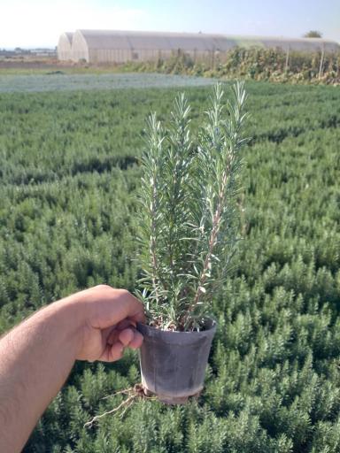 عکس نهالستان و گلخانه دکتر ایزدی