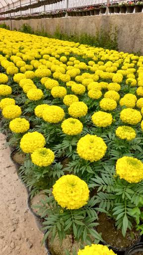 عکس نهالستان و گلخانه دکتر ایزدی