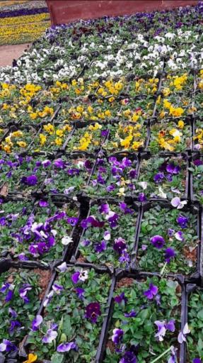 عکس نهالستان و گلخانه دکتر ایزدی