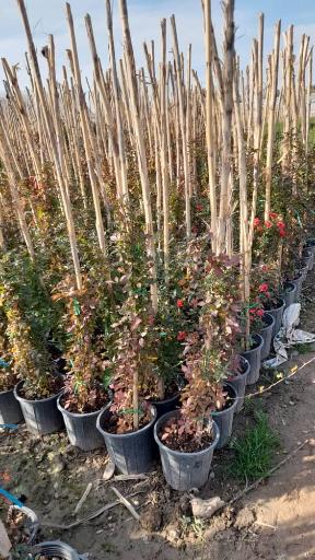 عکس نهالستان و گلخانه دکتر ایزدی