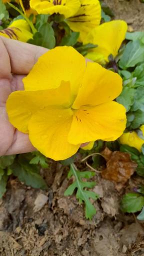 عکس نهالستان و گلخانه دکتر ایزدی