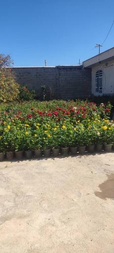 عکس نهالستان و گلخانه دکتر ایزدی