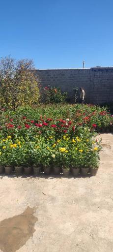 عکس نهالستان و گلخانه دکتر ایزدی