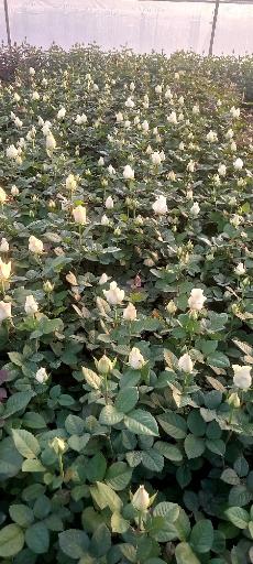 عکس نهالستان و گلخانه دکتر ایزدی