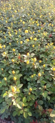 عکس نهالستان و گلخانه دکتر ایزدی