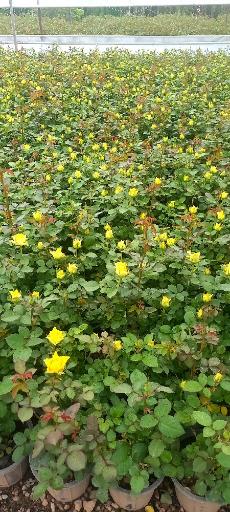 عکس نهالستان و گلخانه دکتر ایزدی